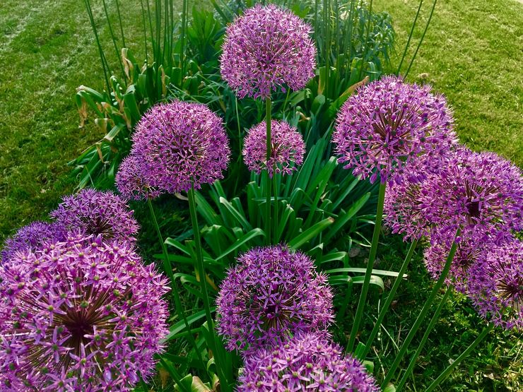 رعاية Allium