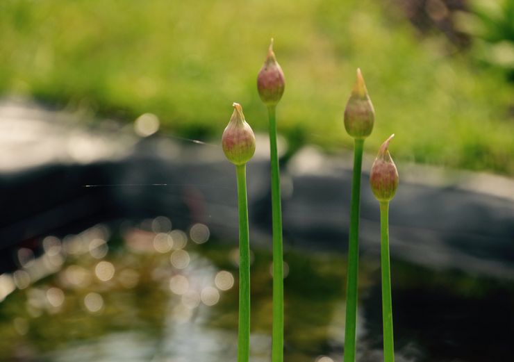 Dyrkning af allium fra frø