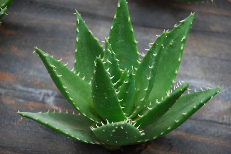 Aloe cap-formet