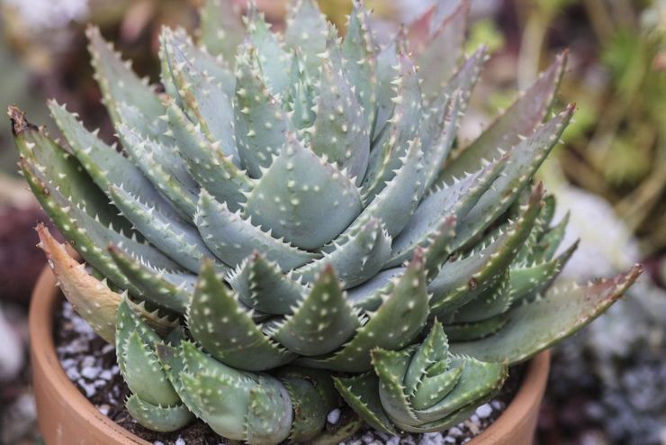 Aloe kortbladet