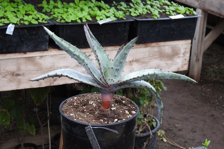 Aloe Marlota