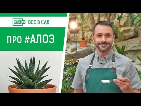 أسرار ALOE: الزراعة والرعاية والعلاج والتكاثر | الجميع في الحديقة