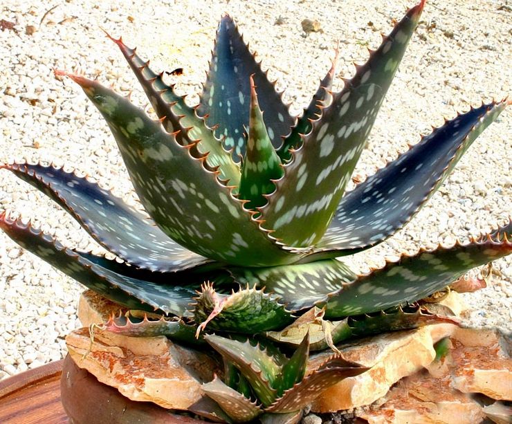 Aloe sæbe