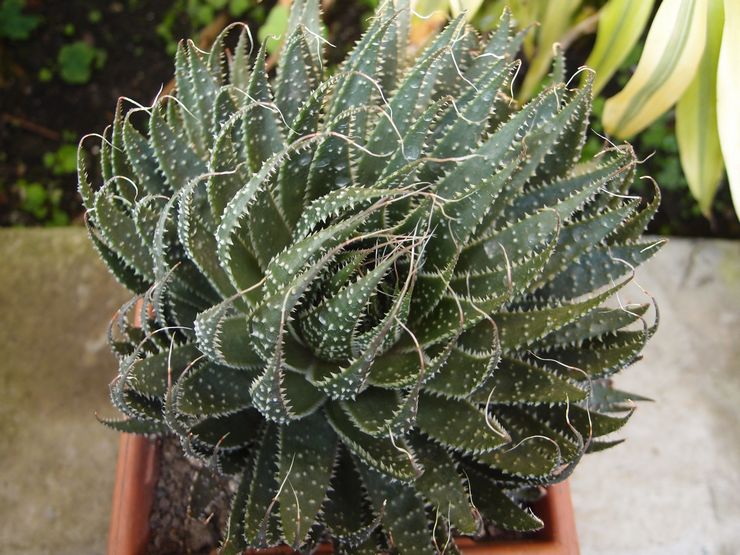 Aloe spinous