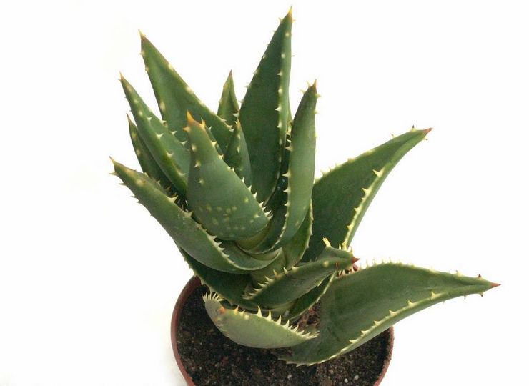 Aloe fjernt