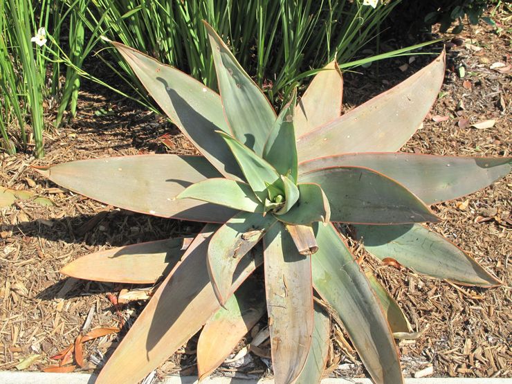 Stribet aloe