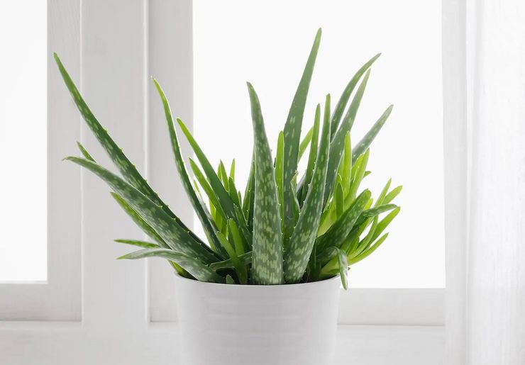 Vandende aloe