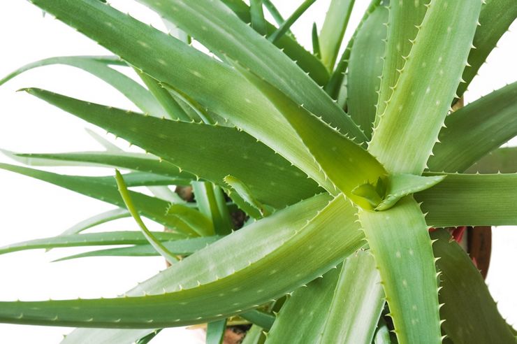 Aloe top dressing