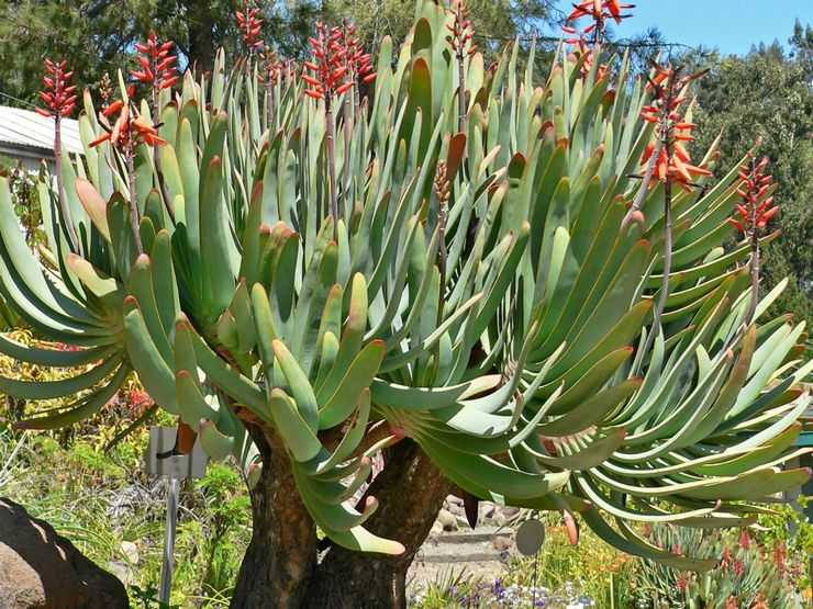 Aloe fan