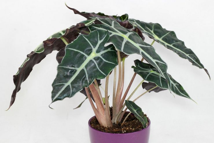 Alocasia Sander