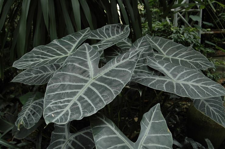 Alocasia Lowe