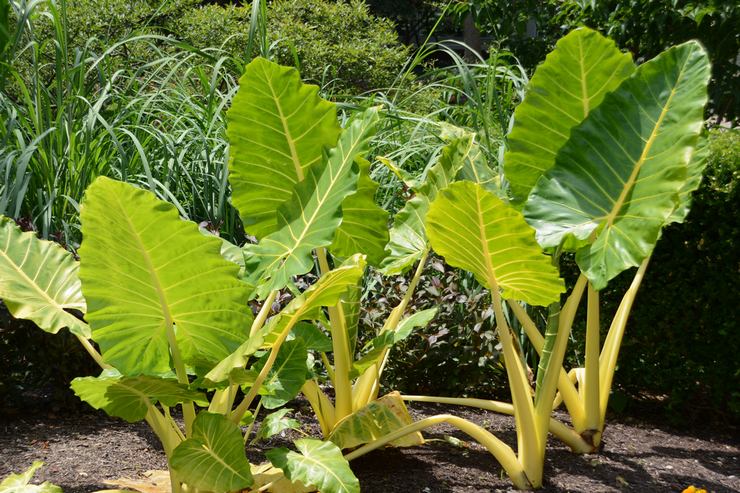 Alocasia كبير الجذر