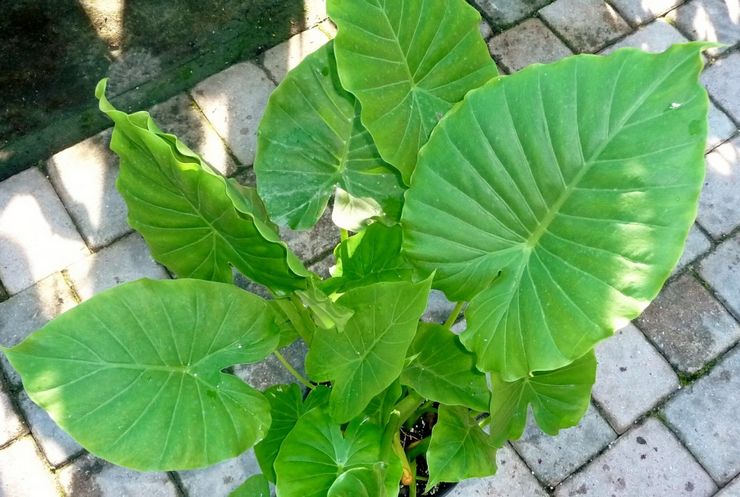 Alocasia lugter