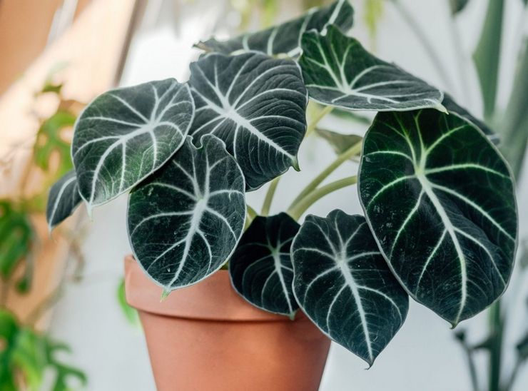 وصف Alocasia