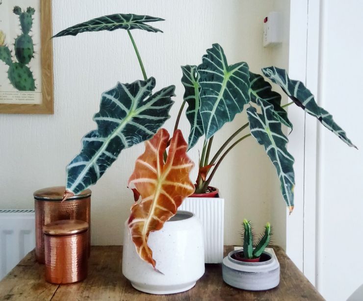 الرعاية المنزلية ل alocasia