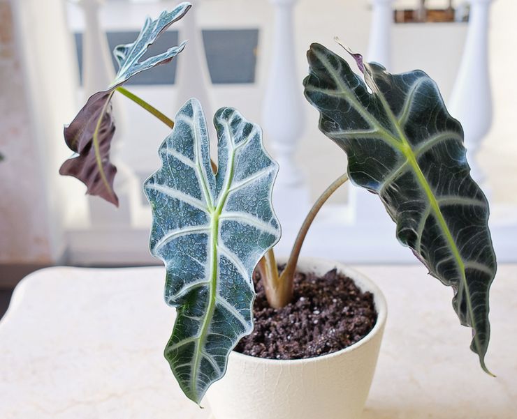 Alocasia