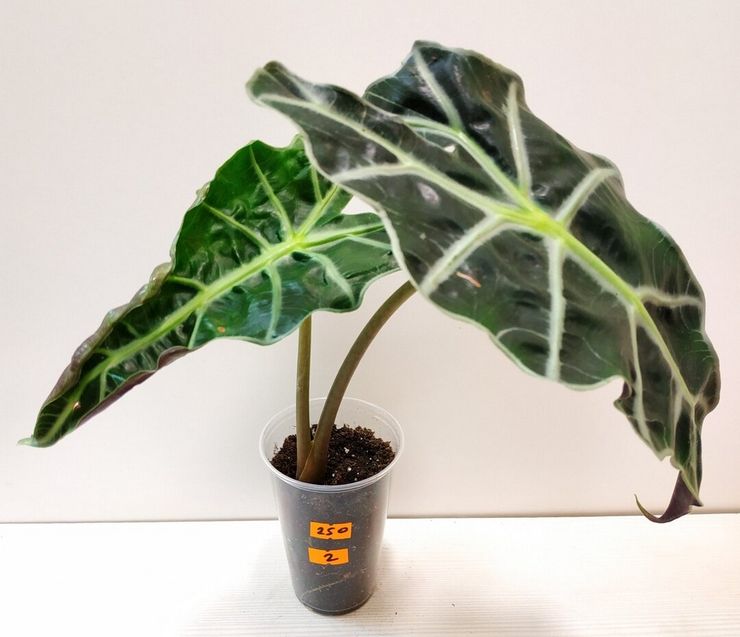 طرق التكاثر من alocasia