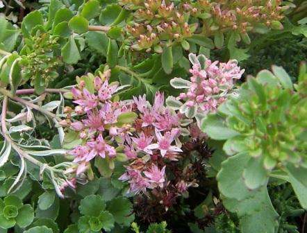 De mest almindeligt anvendte planter i udformningen af ​​stenhaver er sedum, saxifrage, forynget, edelweiss, lumbago. Dværgbregner, krybende floks, nelliker, muscari, påskeliljer vil se meget godt ud.