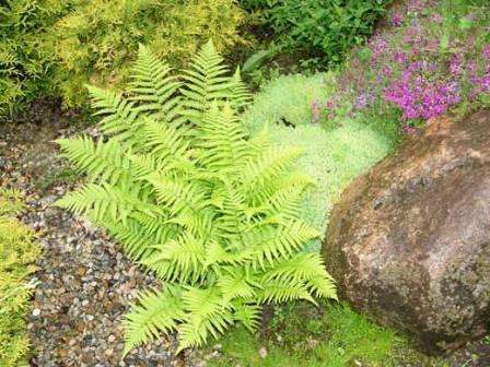 Fern. Denne plante ser fantastisk ud, hvis den plantes ved foden af en klippehave