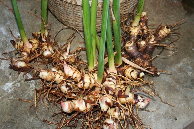 Alpinia formering