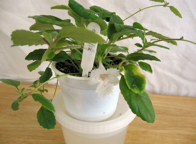 يعتبر الرش ، كإحدى الطرق الشائعة لترطيب الهواء ، أمرًا غير مقبول على الإطلاق لهذا النبات الداخلي.