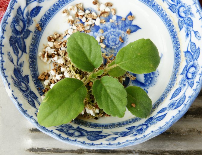 En transplantation er kun nødvendig for ogsåbia, når rodsystemet fuldstændigt optager blomsterpotten og vikler hele jordklumpen.