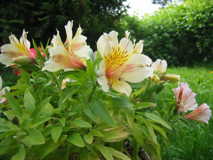 Omsorg for alstroemeria i haven