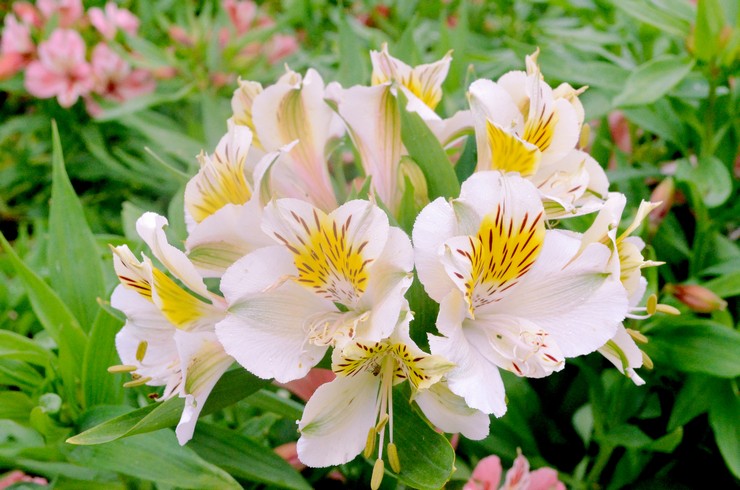 Typer og sorter af alstroemeria