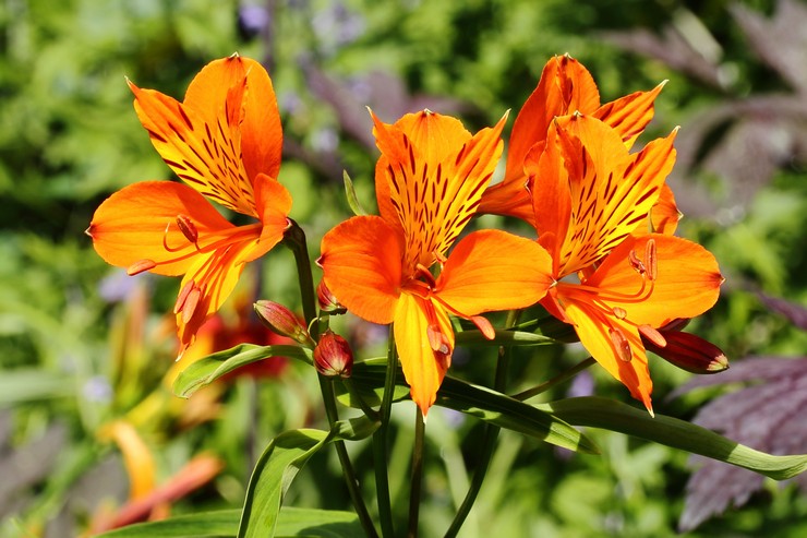 Alstroemeria: زراعة ورعاية في الحقول المفتوحة ، تنمو من البذور والصور والأنواع