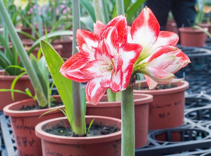 Amaryllis smuk eller belladonna