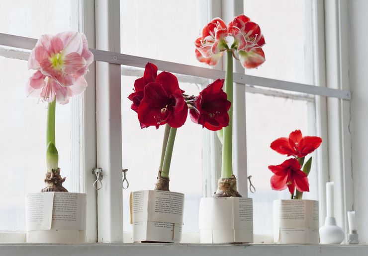 Omsorg for amaryllis derhjemme