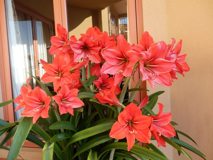 Amaryllis indhold