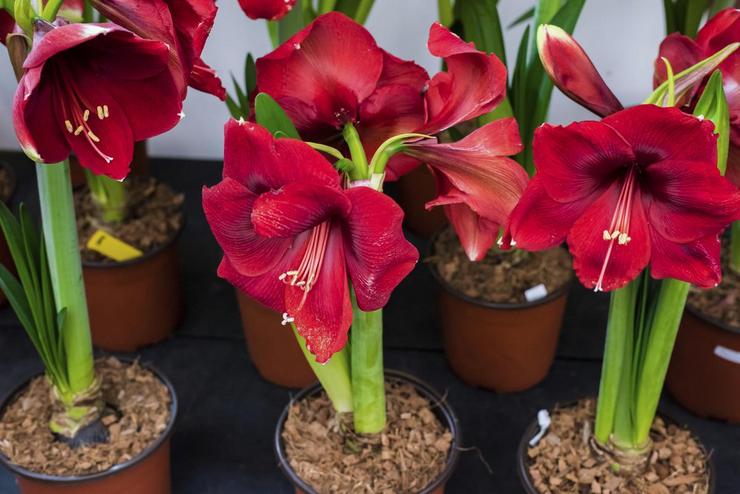 Blomstrende amaryllis