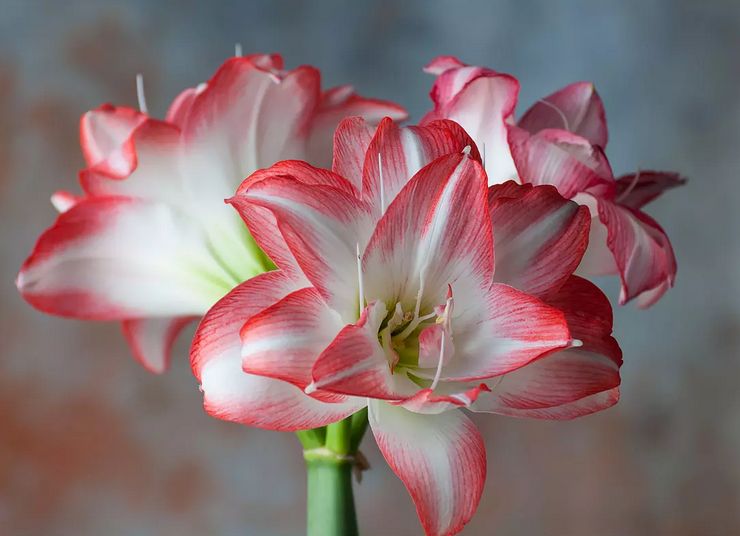 Amaryllis