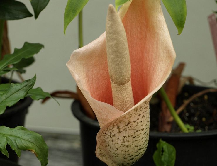 رعاية Amorphophallus في المنزل