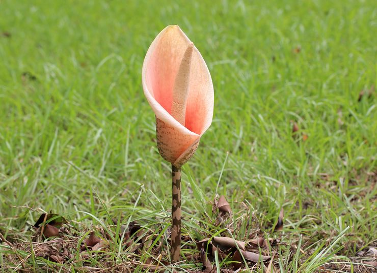 زهرة Amorphophallus