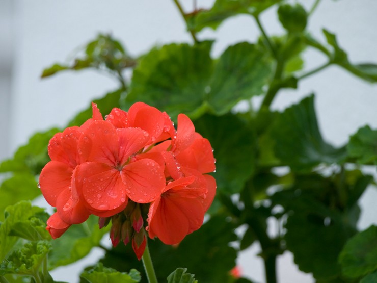 Ampelous pelargoniumin hoito kotona