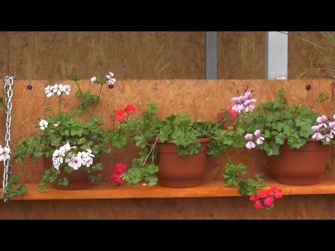 Ivy geranium: kasvatus ja hoito
