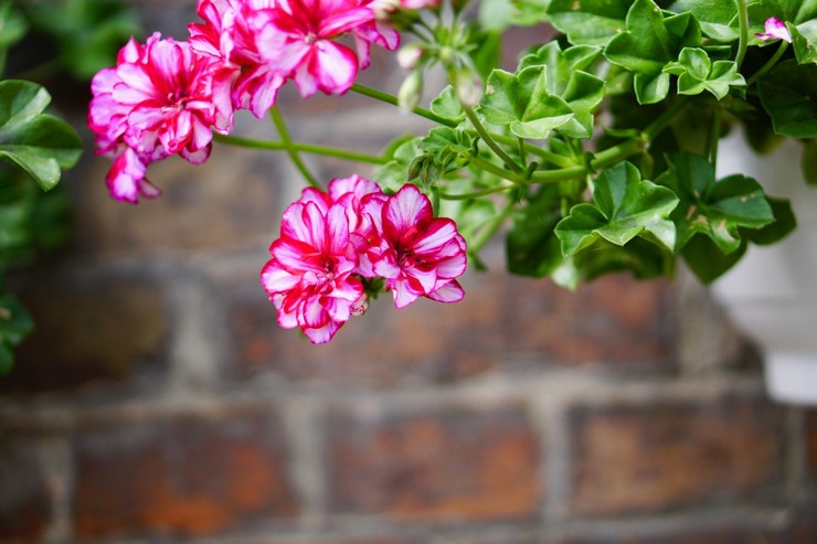 Ampel Pelargonium - φροντίδα στο σπίτι. Καλλιέργεια αμπελικών γερανιών, μεταμόσχευση και αναπαραγωγή. Περιγραφή, τύποι. φωτογραφία