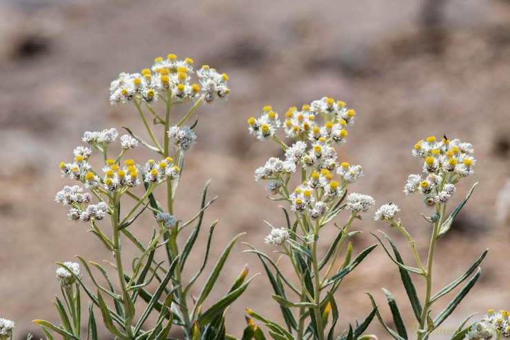 زراعة ورعاية anaphalis في الحقول المفتوحة