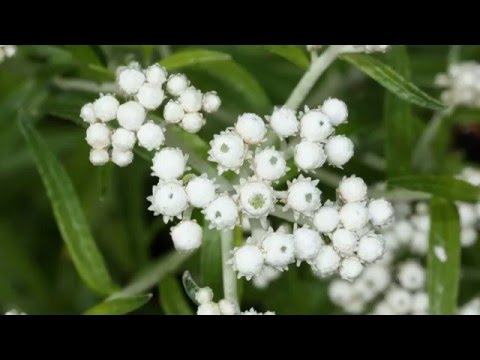 Anaphalis er en flerårig urt af familien Asteraceae.