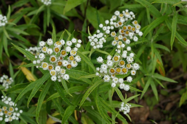 Anafalis - plantning og pleje i det åbne felt. Dyrkning af anaphalis fra frø. Beskrivelse, typer. Foto