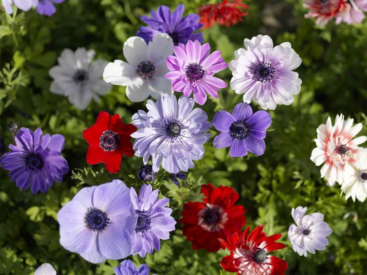 Typer og sorter af anemoner med fotos og navne