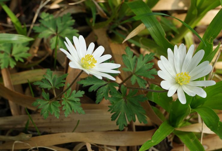 Anemone bud