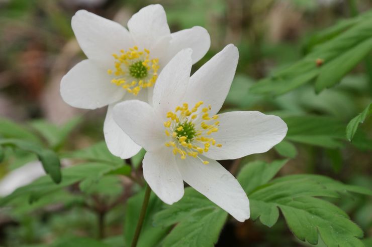 Dubravnaya anemone