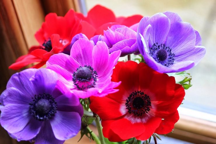 Vinter tvinger anemoner