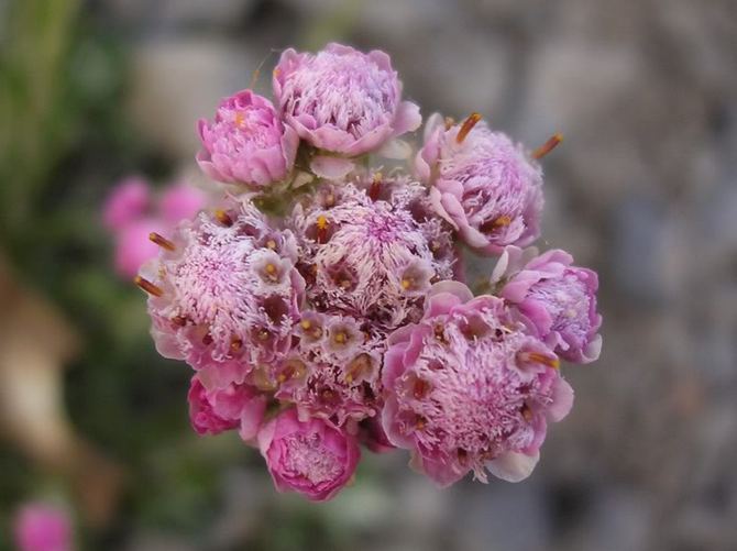 Το Antennaria είναι ένα πόδι γάτας. Φροντίδα και καλλιέργεια λουλουδιών. Φύτευση και αναπαραγωγή