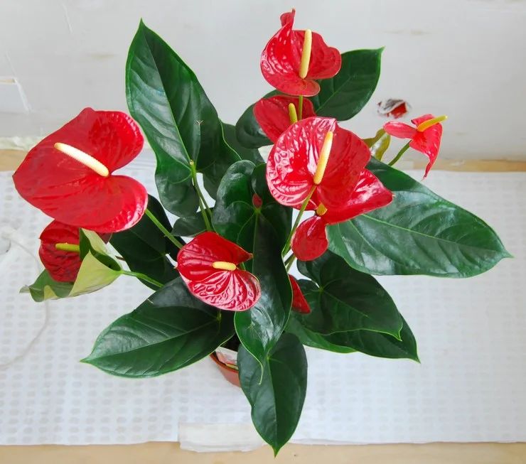 Anthurium -vandingstilstand