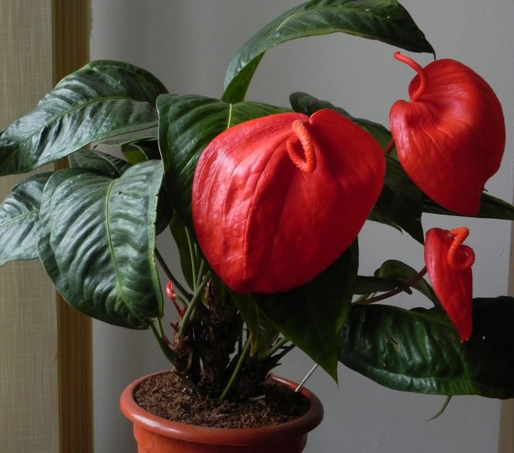 Scherzer's Anthurium