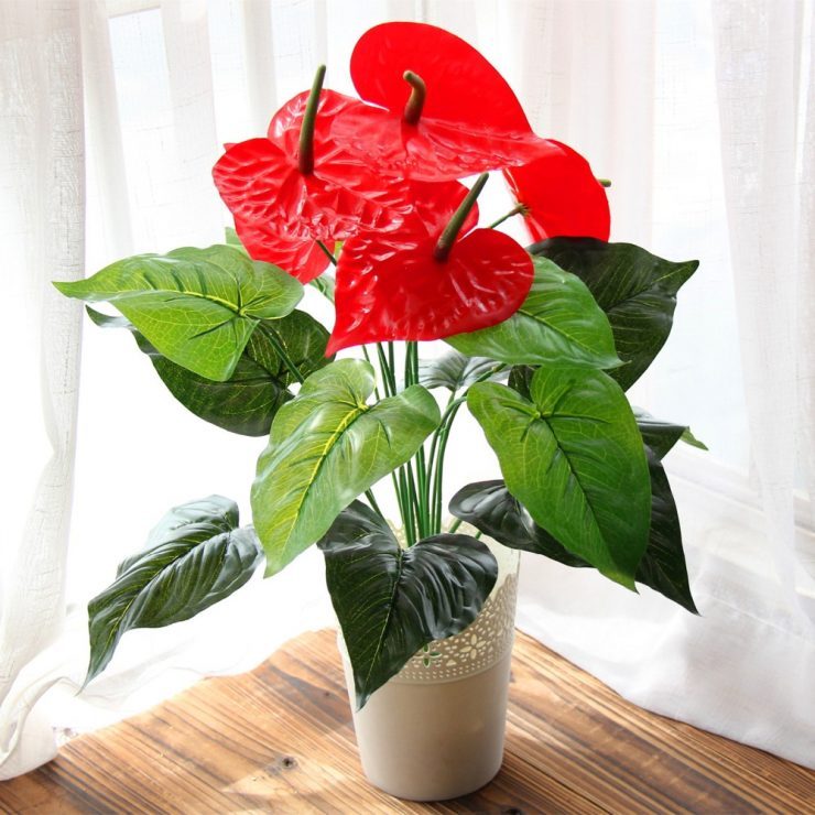 Anthurium Andre φροντίδα στο σπίτι